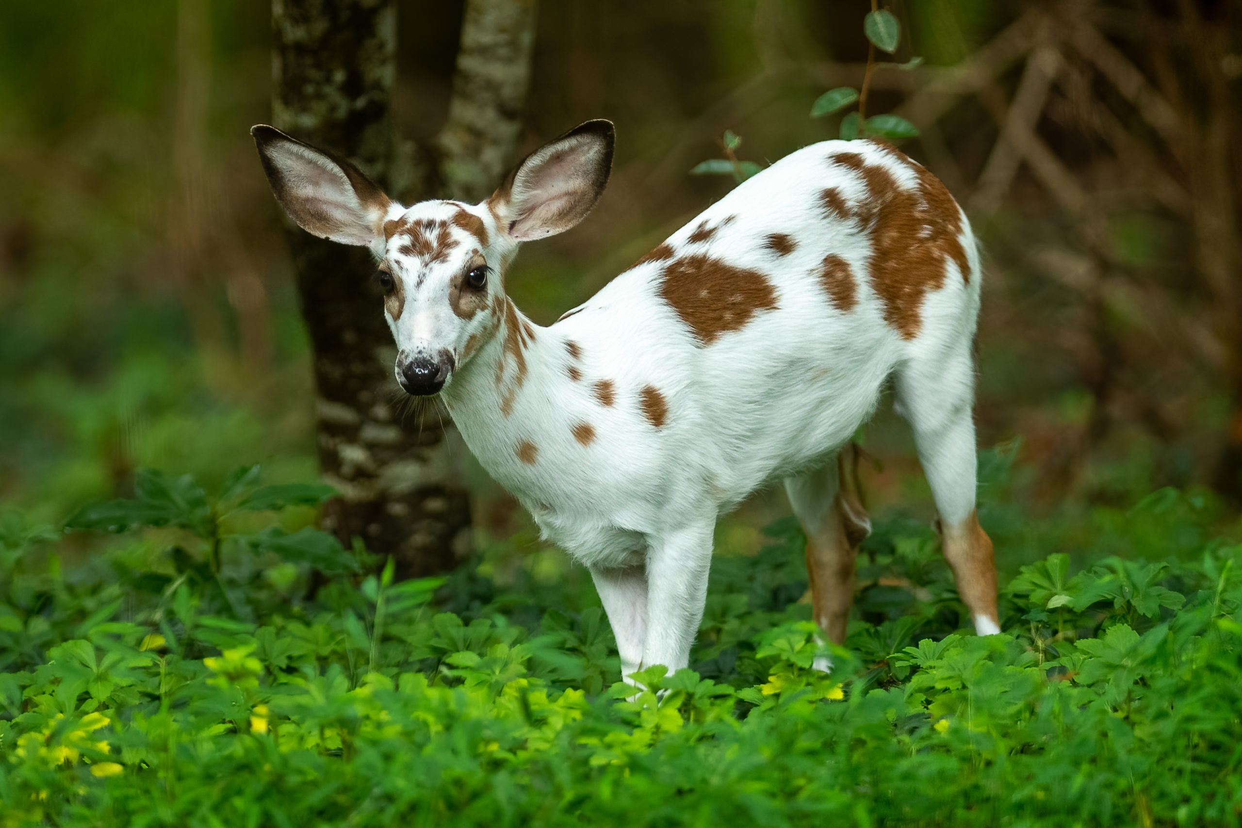 Piebald whitetail deals deer